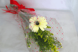 රඳවනයක නැවුම් ගර්බෙරා