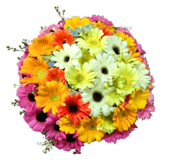 Colorful Gerberas - yaluyalu