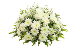 White Chrysanthemum Coffin Wreath