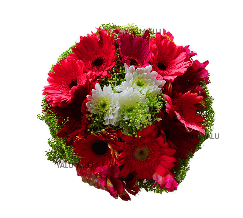 Vivid Dreams - yaluyalu