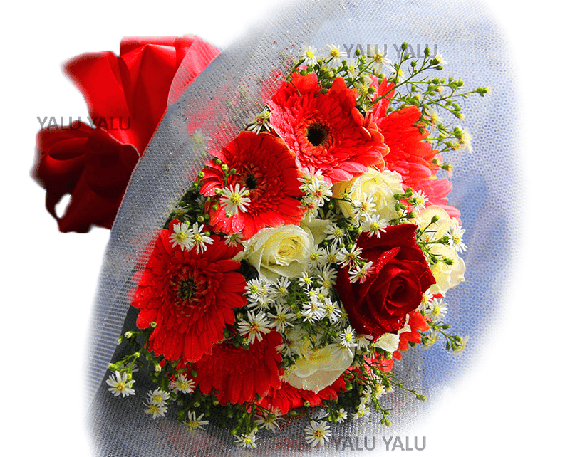 Pinky Gerberas - yaluyalu